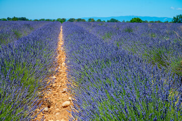 Naklejka na ściany i meble Lavender fields in Plateau de Valensole in Summer. Alpes de Haute Provence, PACA Region, France