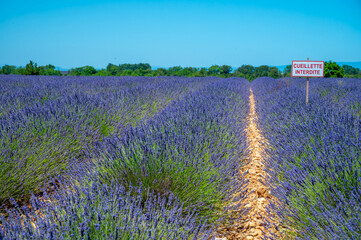 Fototapeta premium Lavender fields in Plateau de Valensole in Summer. Alpes de Haute Provence, PACA Region, France. French sign means in English: no picking allowed.