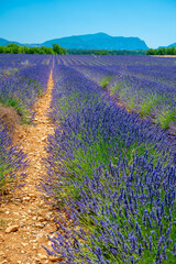 Fototapeta premium Lavender fields in Plateau de Valensole in Summer. Alpes de Haute Provence, PACA Region, France