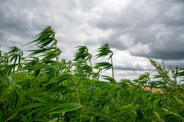 Green background of leaves. Outdoor grow hemp. Cannabis at the beginning of flowering. Young cannabis plant. Northern light strain.