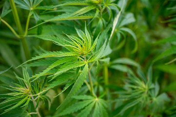 Green background of leaves. Outdoor grow hemp. Cannabis at the beginning of flowering. Young...