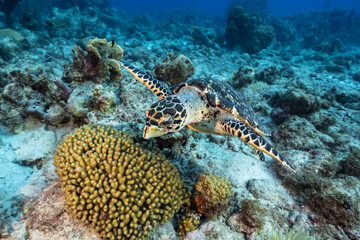 Seascape with Hawksbill Sea Turtle in the coral reef of the Caribbean Sea, Curacao