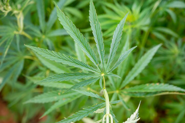 Green background of leaves. Outdoor grow hemp. Cannabis at the beginning of flowering. Young cannabis plant. Northern light strain.