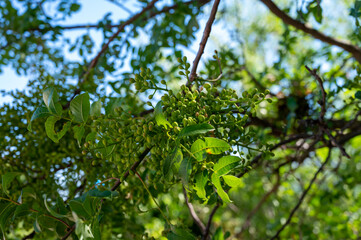 Sweet, delicate, fragrant nuts, Bronte pistachios with brilliant green colour and pistachio tree with unripe nuts