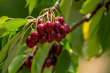 Sweet ripe black cherry berries hanging on cherry tree in fruit orchard near Venasque village, Luberon, France
