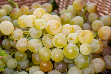 Ripe organic riesling wine grapes close up, harvest on vineyards in Germany, making of white dry wines