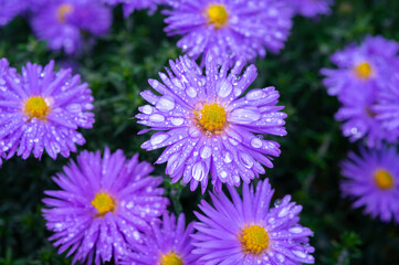 Blossom of blue autumn asters flowers in rainy garden in October