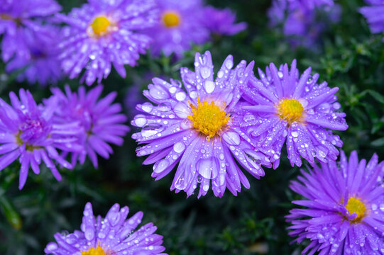 Blossom of blue autumn asters flowers in rainy garden in October