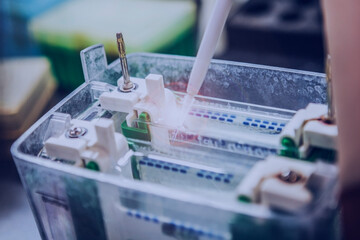 Western blot analysis or protein analysis