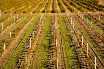 Vineyard in fall with rows of grape plants with hill going up with support steady sticks, Dunham, Quebec, Canada