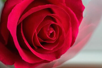 a red rose in a film. close-up