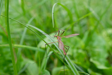 a huge water mosquito in the grass. selective focusing
