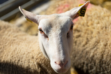 Retrato de una cordera - borrega (oveja joven) de raza INRA (INRA 401)