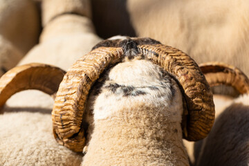 Cuernos de un carnero de raza ripollesa (ovella ripollesa)