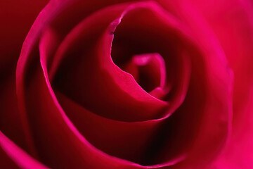 the macro of the red rose.red rose bud background
