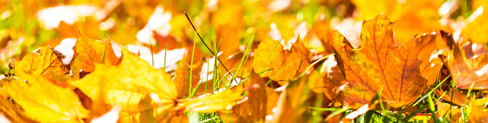 golden autumn leaves panorama
