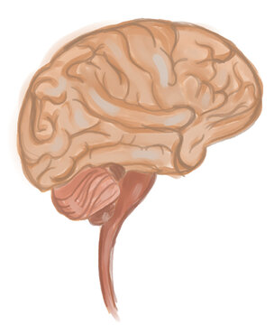 Anatomical watercolor clipart of a human brain on transparent background