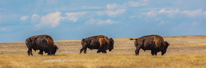 South Dakota-Bad Lands National Park-Bison