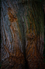 Corteza de un árbol