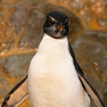 Closeup Shot Of A Cute Southern Rockhopper Penguin