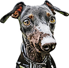 Clipart of an illustrated miniature pinscher dog on transparent background
