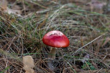 red mushroom in the forest