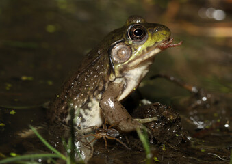 This green frog just captured a spring peeper, and the peepers foot is still sticking out of the green frog's mouth while it is eaten. A six-spotted fishing spider is next to the green frog.