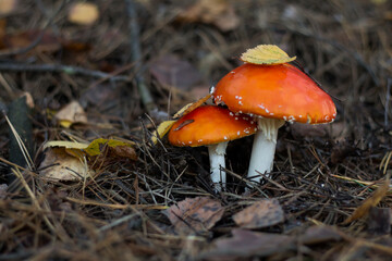 mushroom in the forest