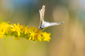 A beautiful butterfly pollinating yellow flowers. selective focusing.