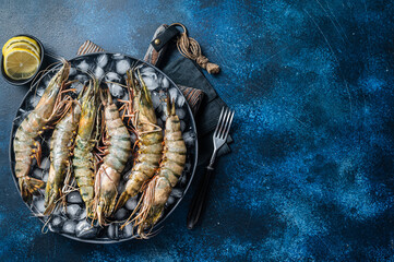 Giant Black tiger prawns shrimps on a plate with ice. Raw Seafood. Blue background. Top view. Free...