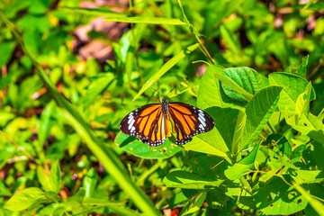 Orange black yellow butterfly butterflies insect on green plant Thailand.
