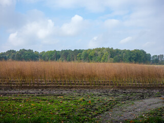 Obraz premium Erntereifes Spargelfeld