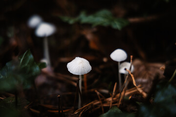 Champignons dans la forêt en automne