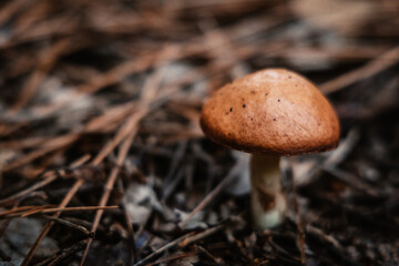 Champignons dans la forêt en automne