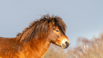 Head of a wild brown Exmoor pony, against a blue sky in the nature reserve in Fochteloo, Fall colors in winter. The Netherlands. Selective focus., web banner, long cover, panorama, social media