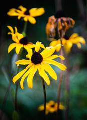 Fall flowers in the forest