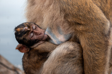 Monkey nursing her cub