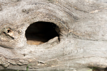 A hollow in an old dry tree.