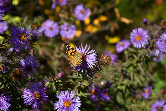 The painted lady from the family Nymphalidae feeding on Aster flower is one of the most familiar butterflies in the world