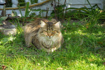 Naklejka na ściany i meble a tricolored cat sits on the grass and looks ahead
