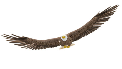 american bald eagle is floating in white background bottom front view