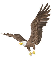 american bald eagle is flying out in white background side view