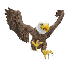 american bald eagle is hunting down in white background close up view