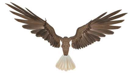 american bald eagle is hunting down in white background top rear up view