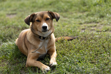 Naklejka na ściany i meble Red dog lies on the grass and looks into the camera.