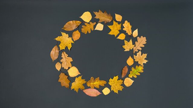 4k The brush draws a round frame of beautiful autumn yellow and brown maple, oak and birch leaves. Black background. Greeting card. Stop motion animation. Flat lay. Copy space.