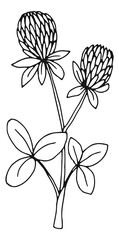 Clover botanical illustration. Natural plant. Herb sketch