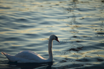 Fototapeta premium swan on the water