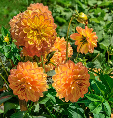 Bright golden dahlias heads variety Sunny Boy in garden. Beautiful yellow orange petals with red edges of double flowers. Globular dahlia flowers as symbol of golden autumn on blurred background © rvo233