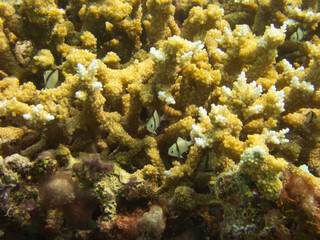 Naklejka na ściany i meble 西表島の珊瑚と魚